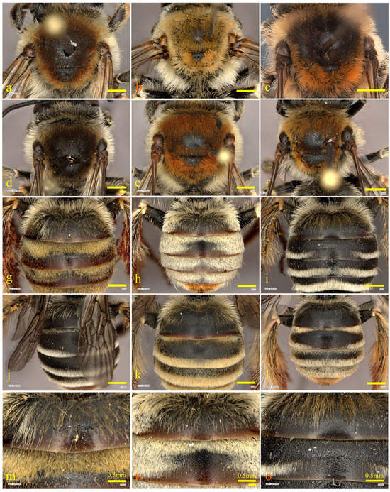 Taxonomy 04 00007 g004