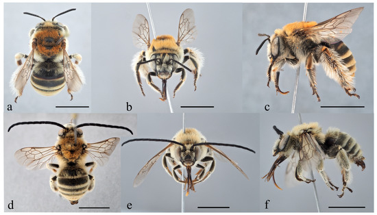 Taxonomy 04 00007 g005