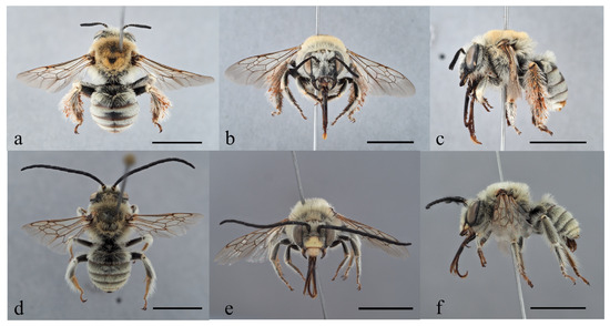 Taxonomy 04 00007 g006