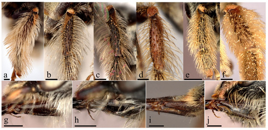 Taxonomy 04 00007 g007