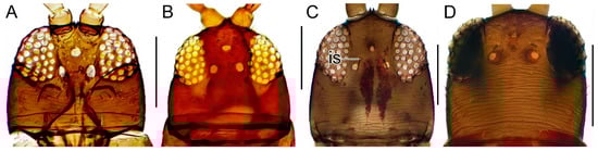 Taxonomy 04 00009 g004