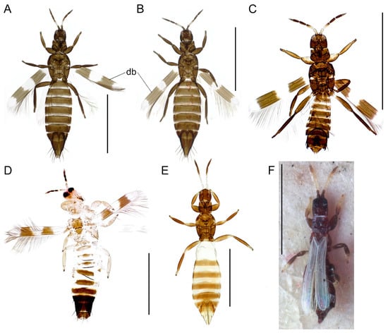 Taxonomy 04 00009 g006