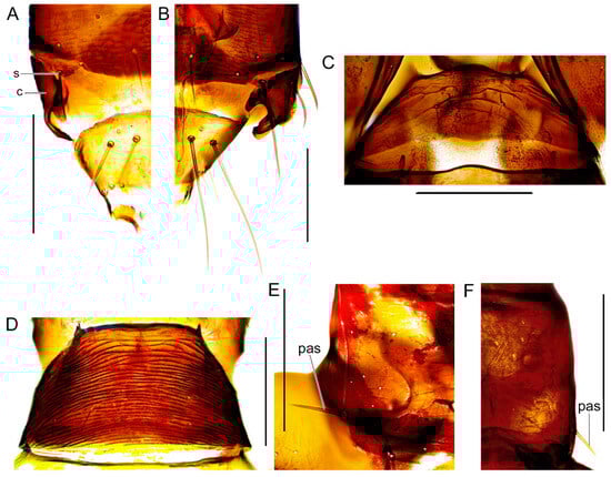 Taxonomy 04 00009 g007