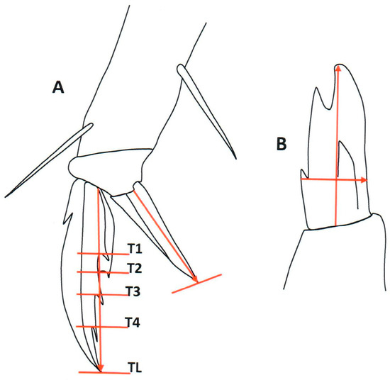 Taxonomy 04 00011 g001