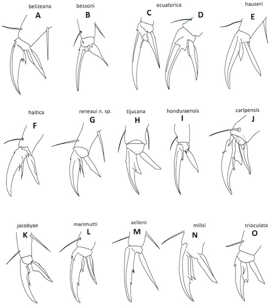 Taxonomy 04 00011 g002