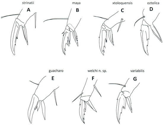 Taxonomy 04 00011 g003