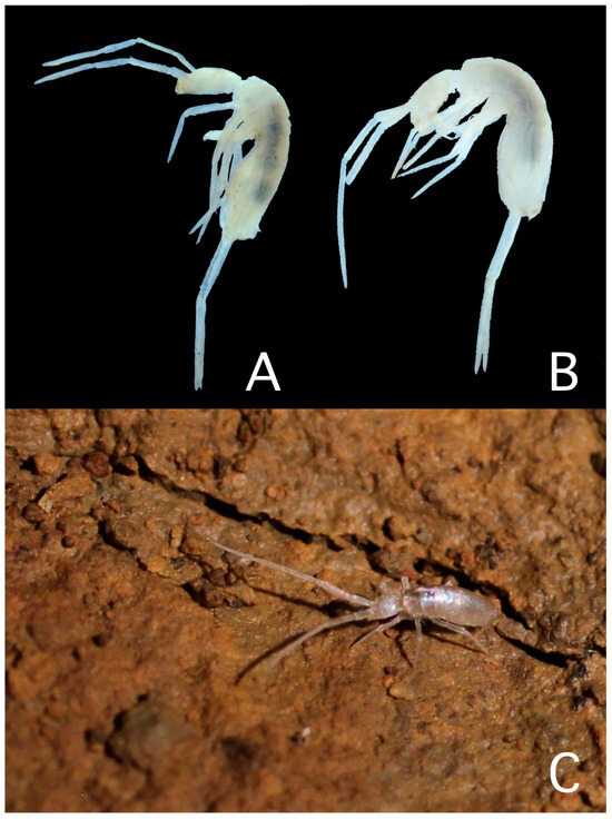 Taxonomy 04 00011 g004