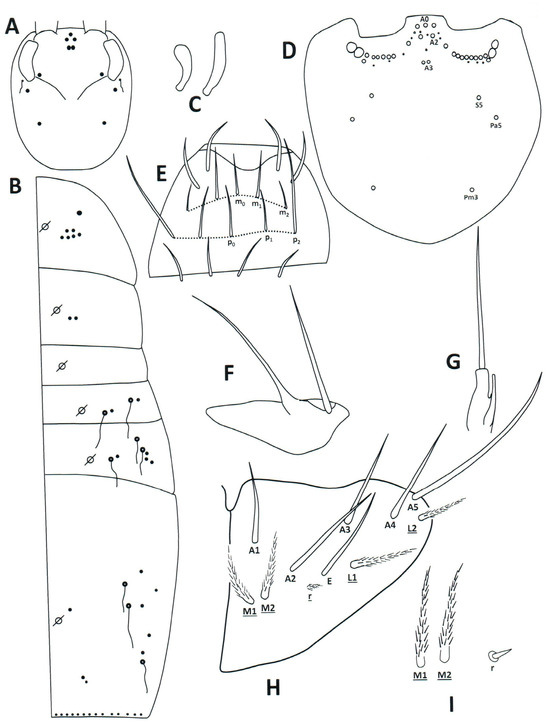 Taxonomy 04 00011 g008