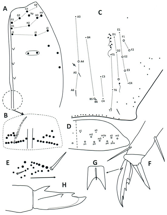 Taxonomy 04 00011 g009