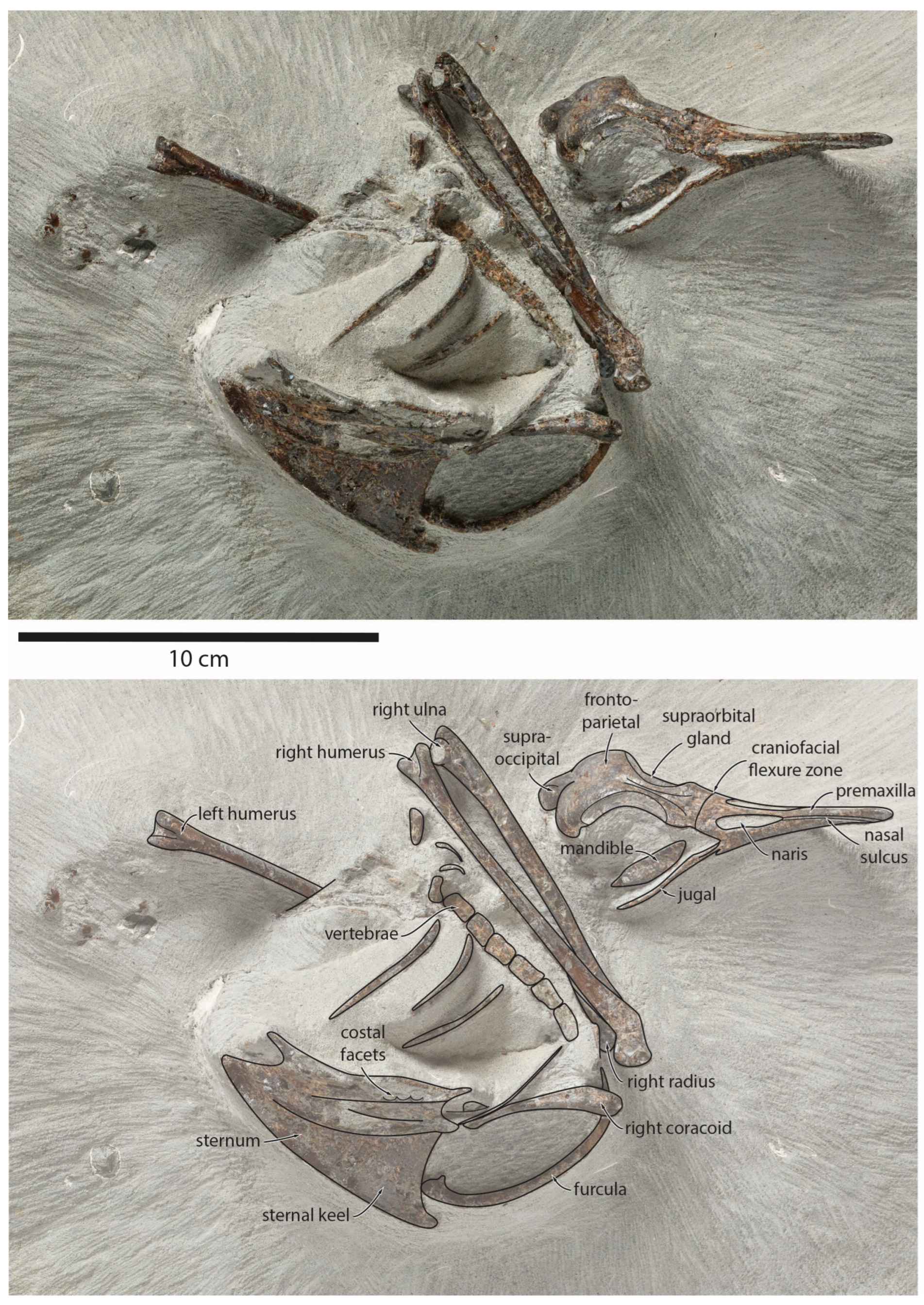 Taxonomy 04 00012 g001