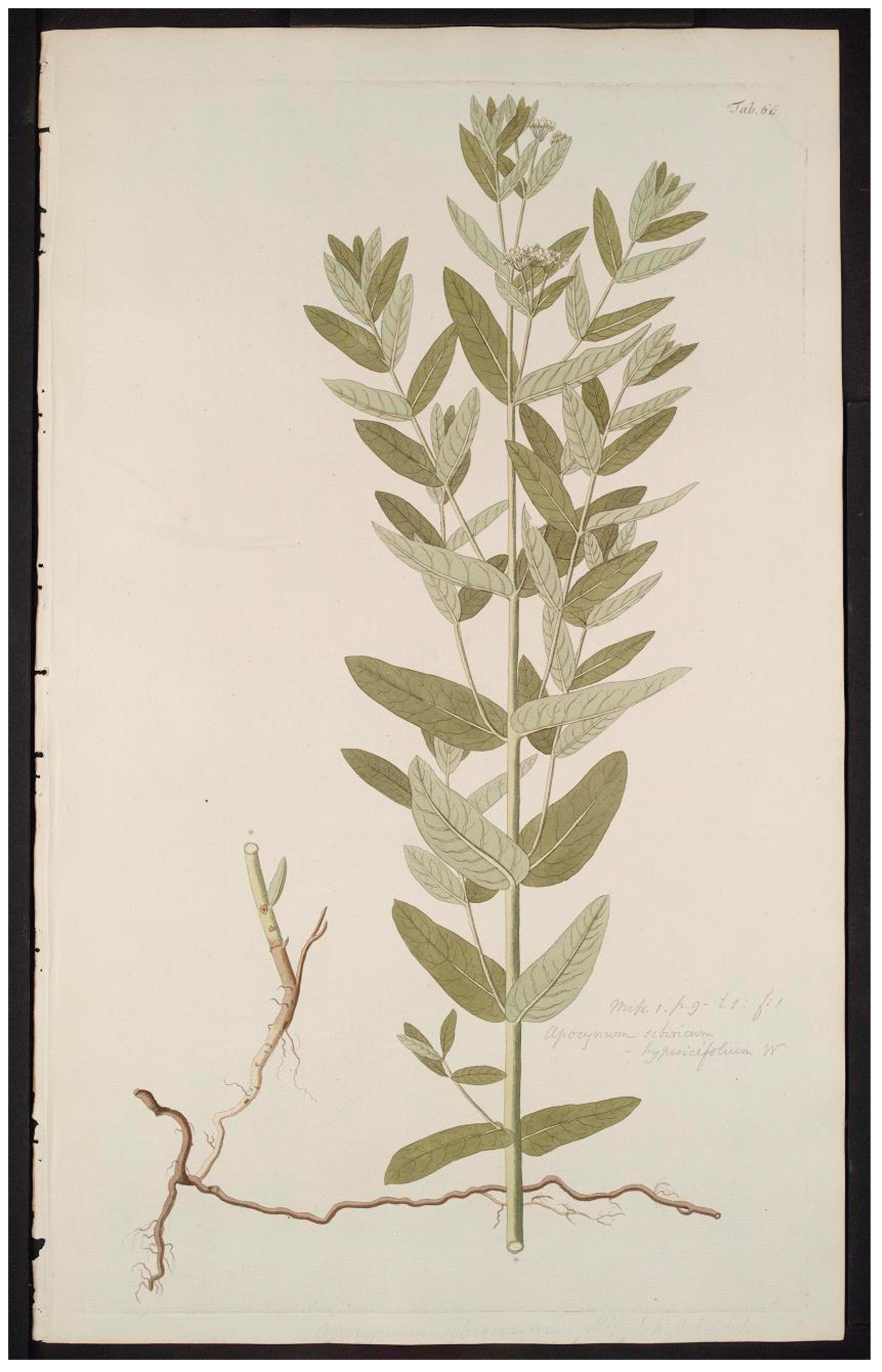 Taxonomy 04 00015 g001 Taxonomy 04 00015 g001