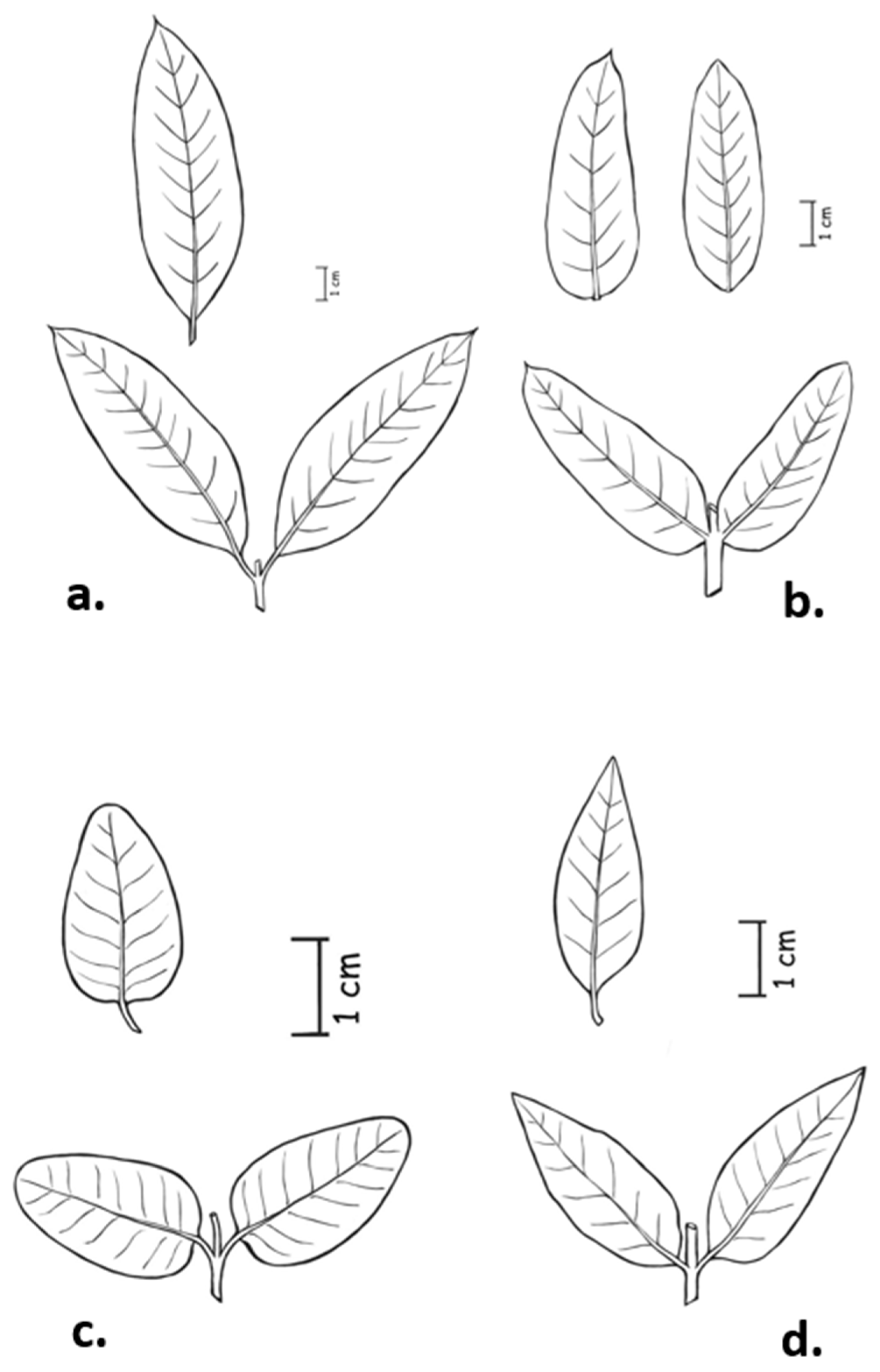 Taxonomy 04 00015 g002 Taxonomy 04 00015 g002