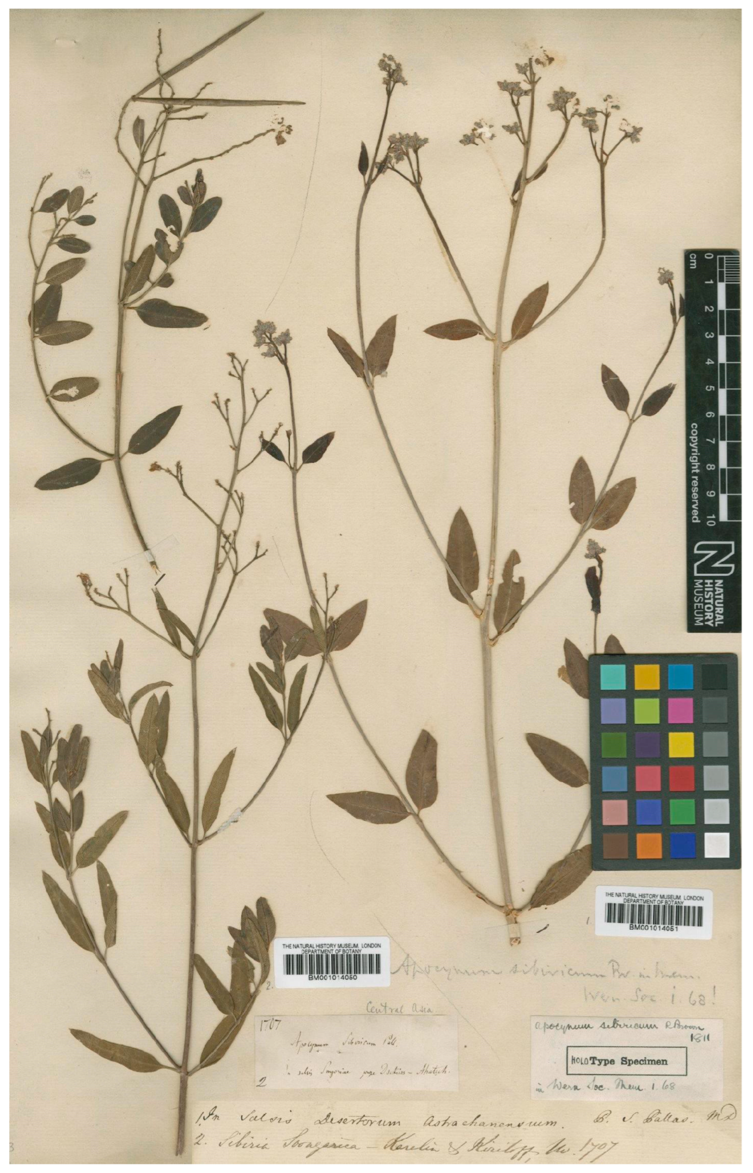 Taxonomy 04 00015 g004 Taxonomy 04 00015 g004