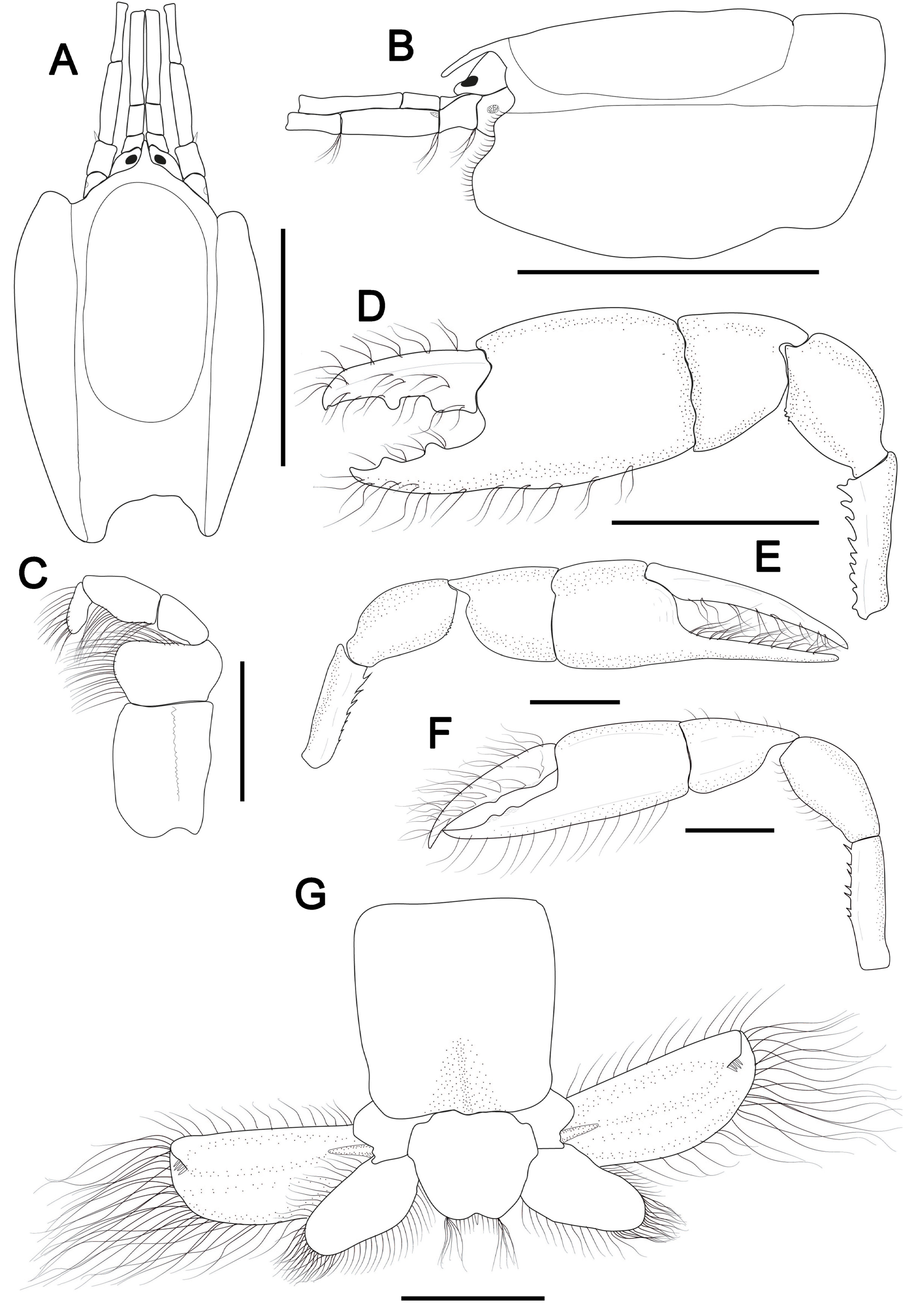 Taxonomy 04 00018 g001