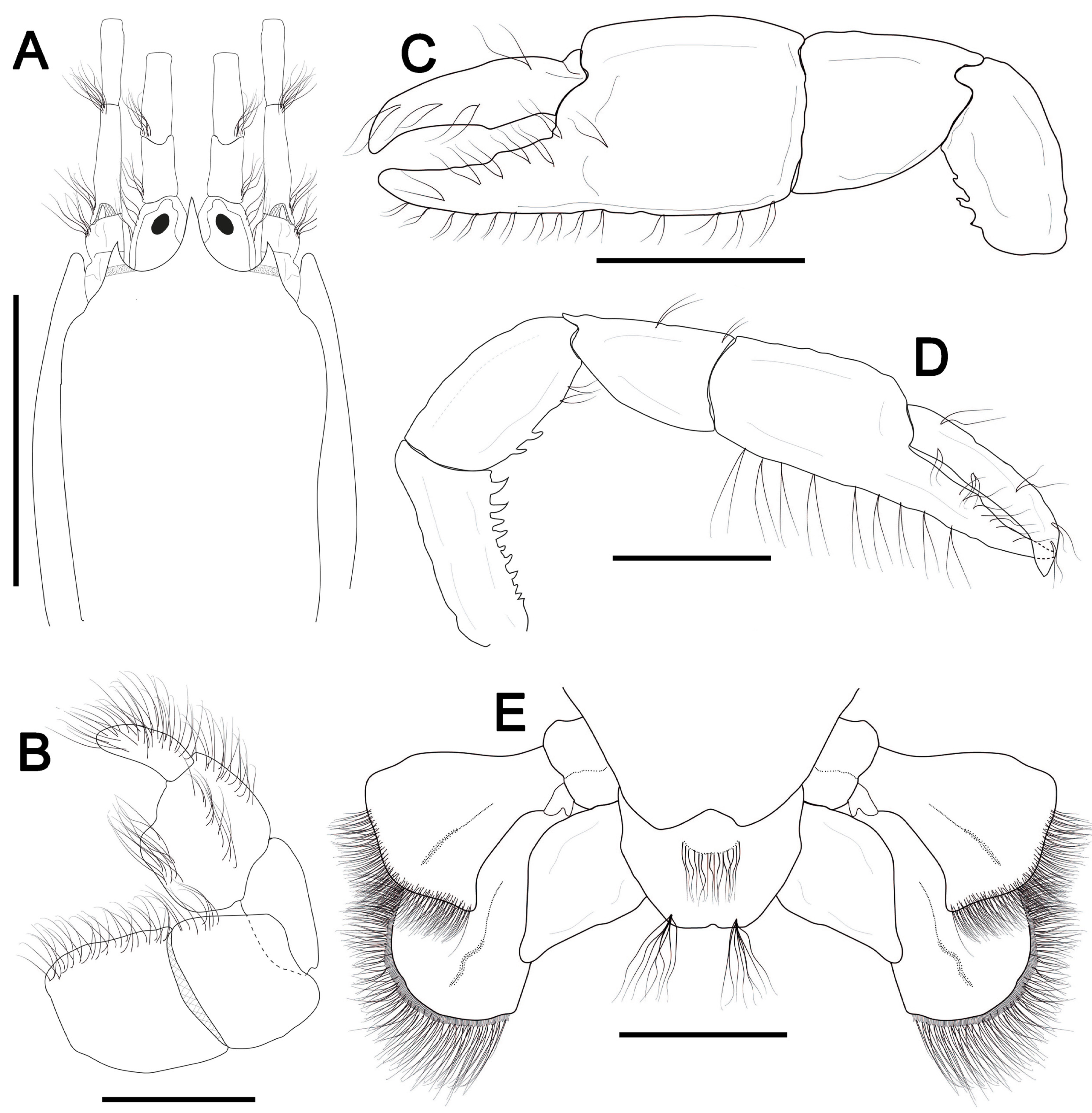 Taxonomy 04 00018 g003