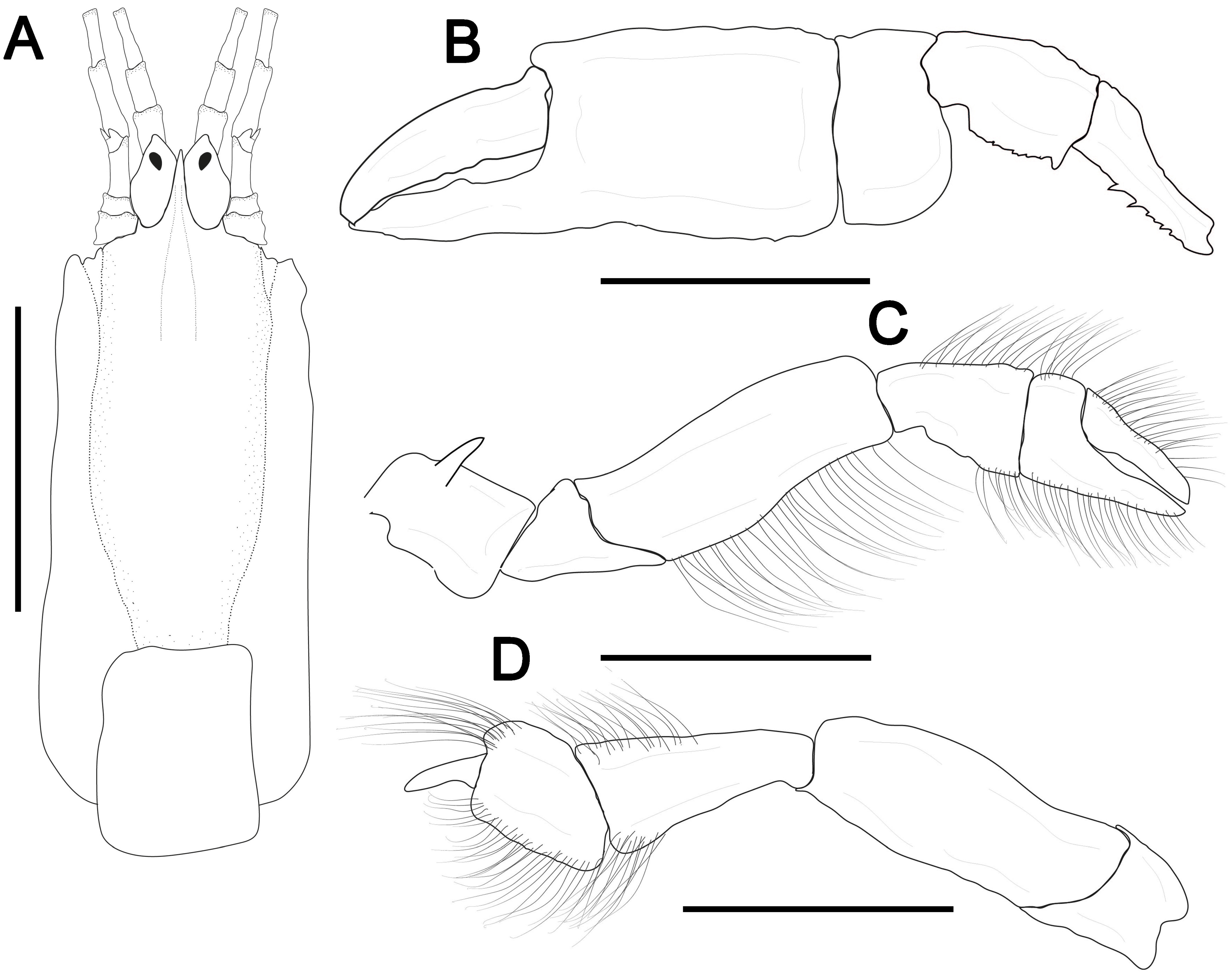 Taxonomy 04 00018 g004