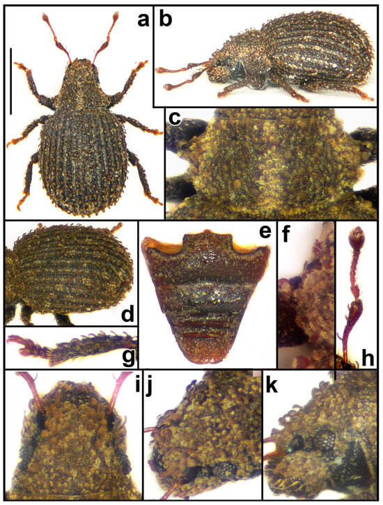 Taxonomy 04 00019 g003