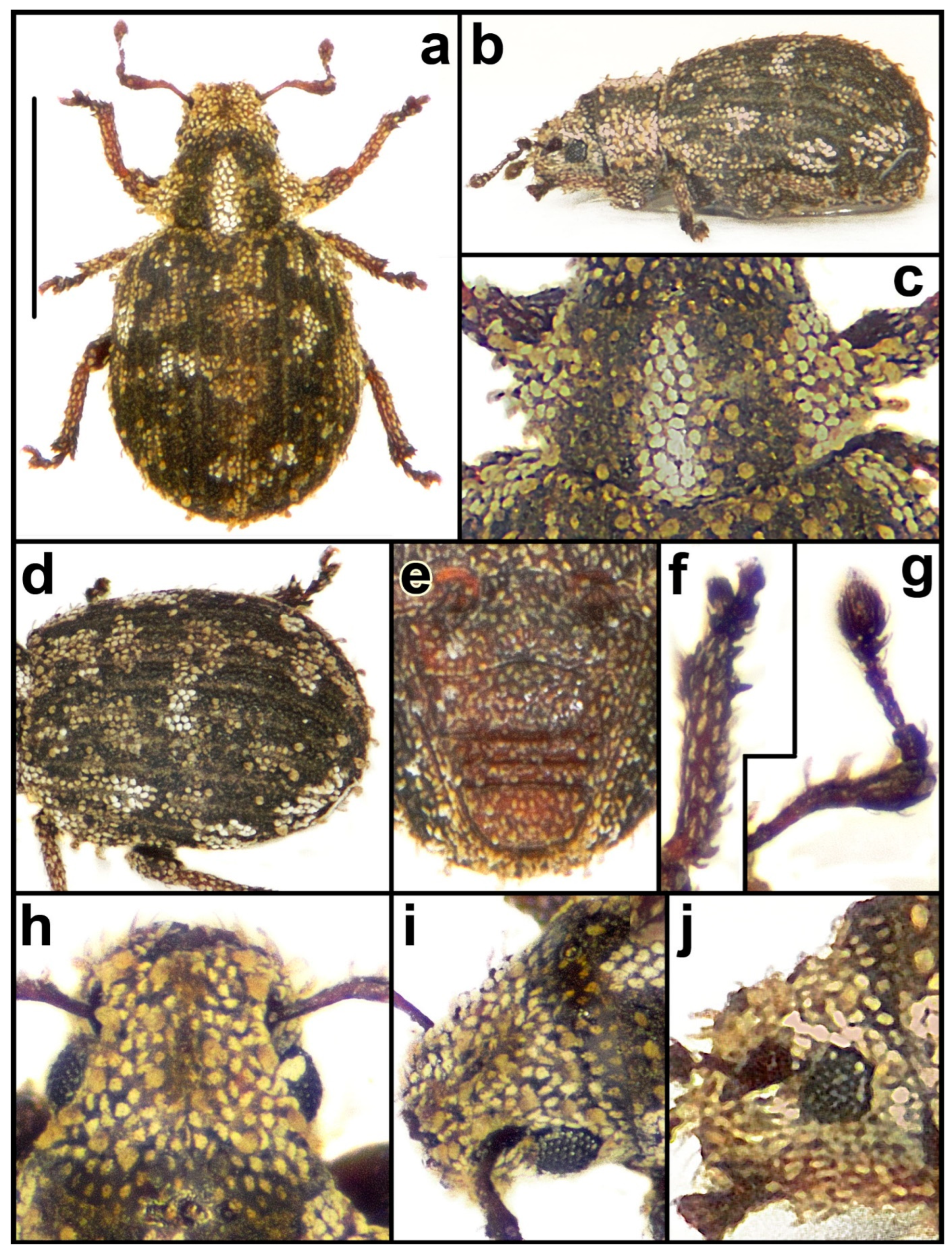 Taxonomy 04 00019 g004