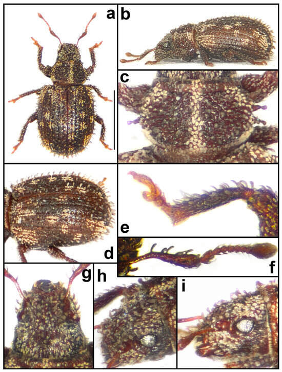 Taxonomy 04 00019 g005