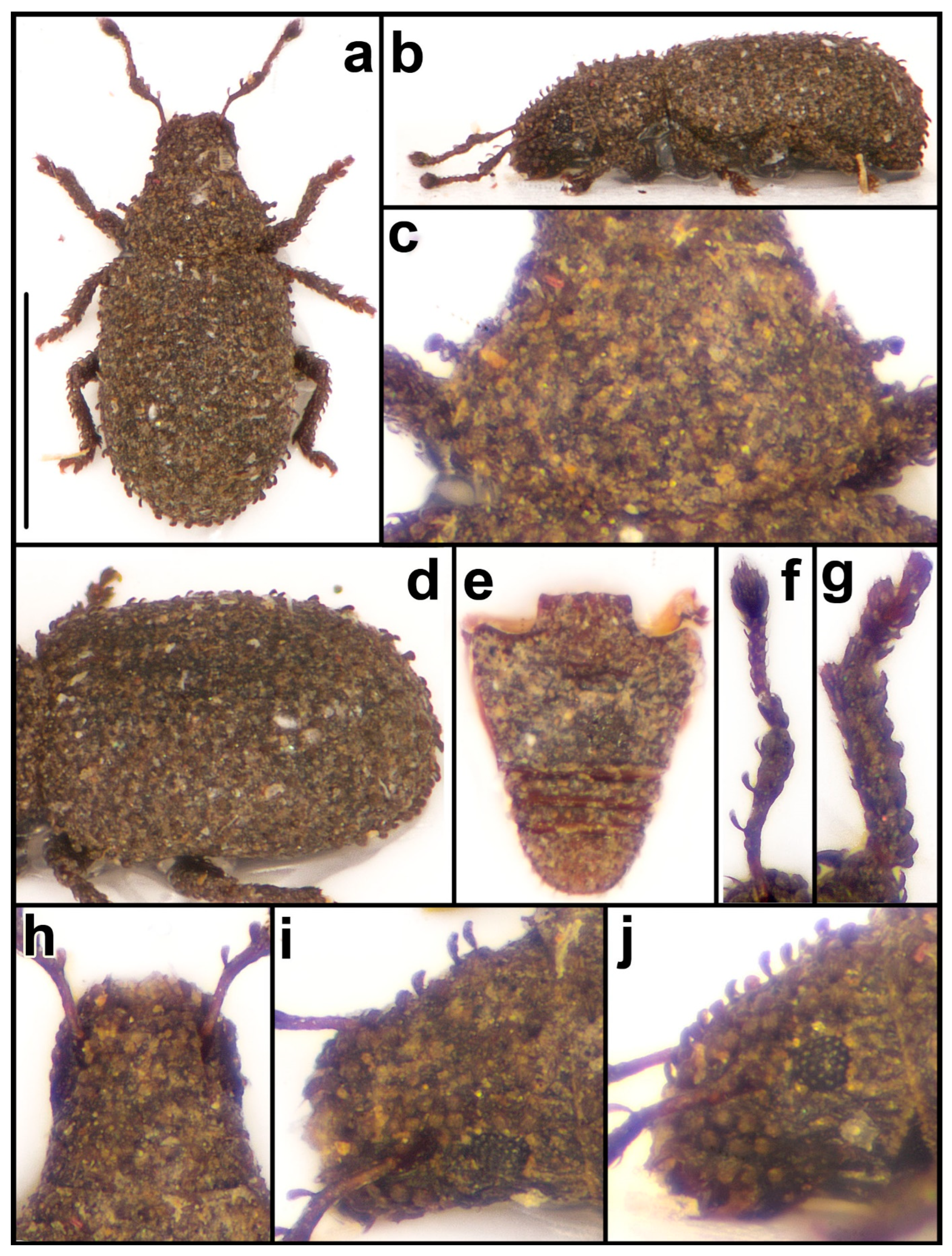 Taxonomy 04 00019 g006