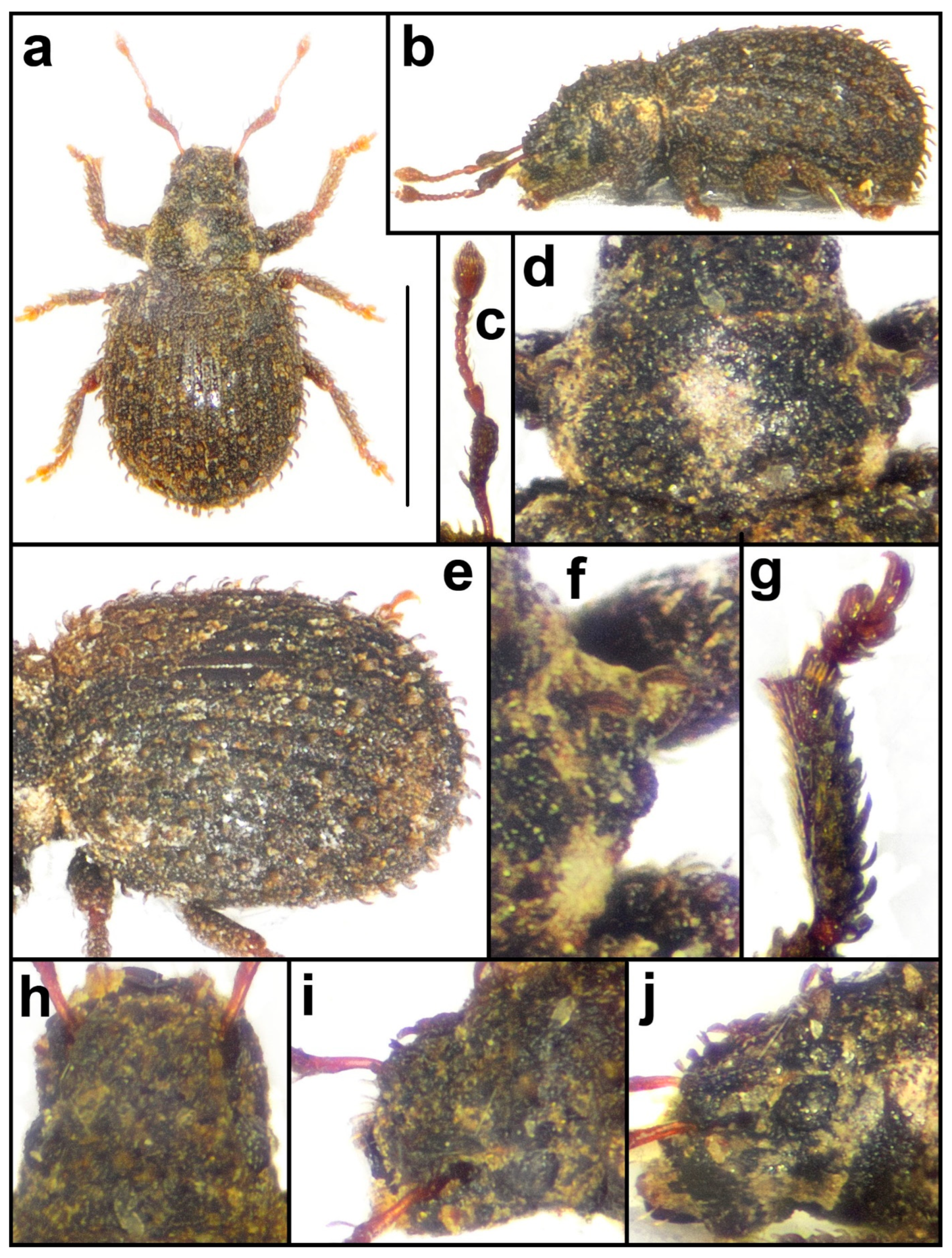 Taxonomy 04 00019 g007