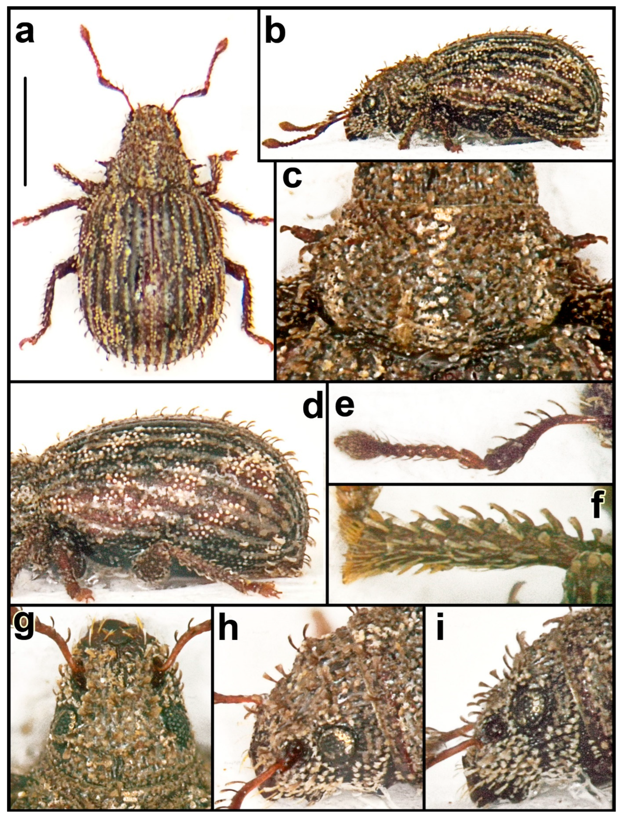 Taxonomy 04 00019 g008
