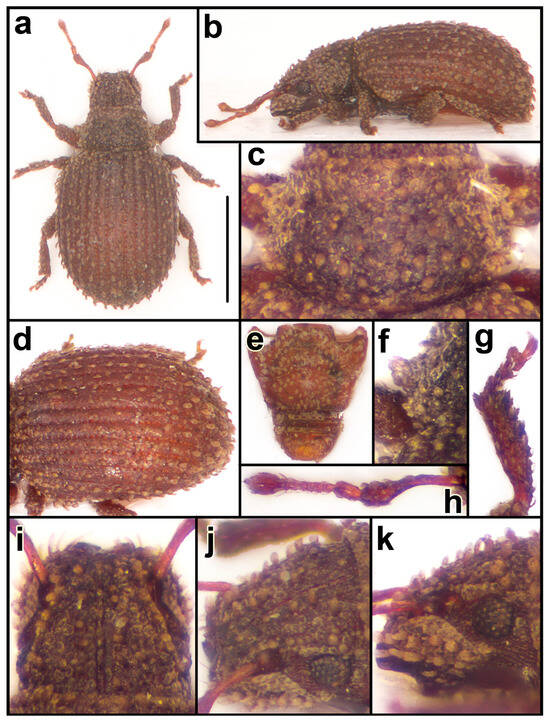 Taxonomy 04 00019 g009