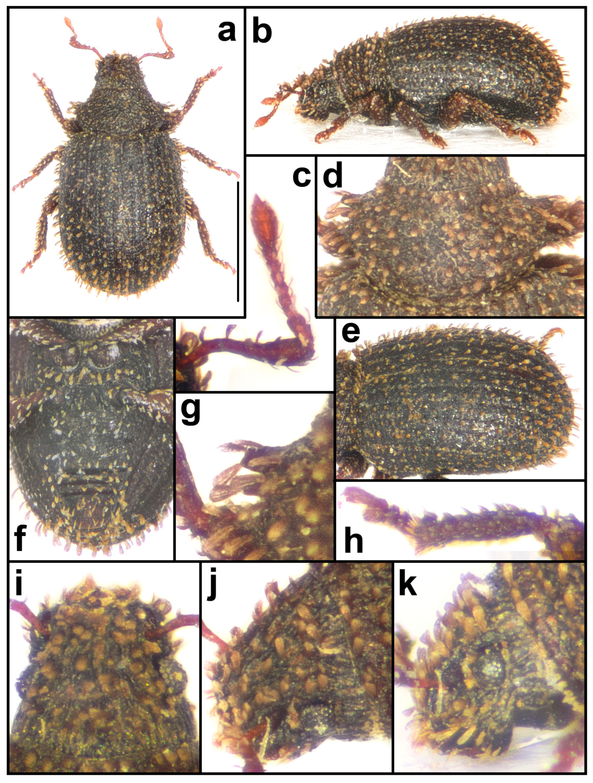 Taxonomy 04 00019 g010
