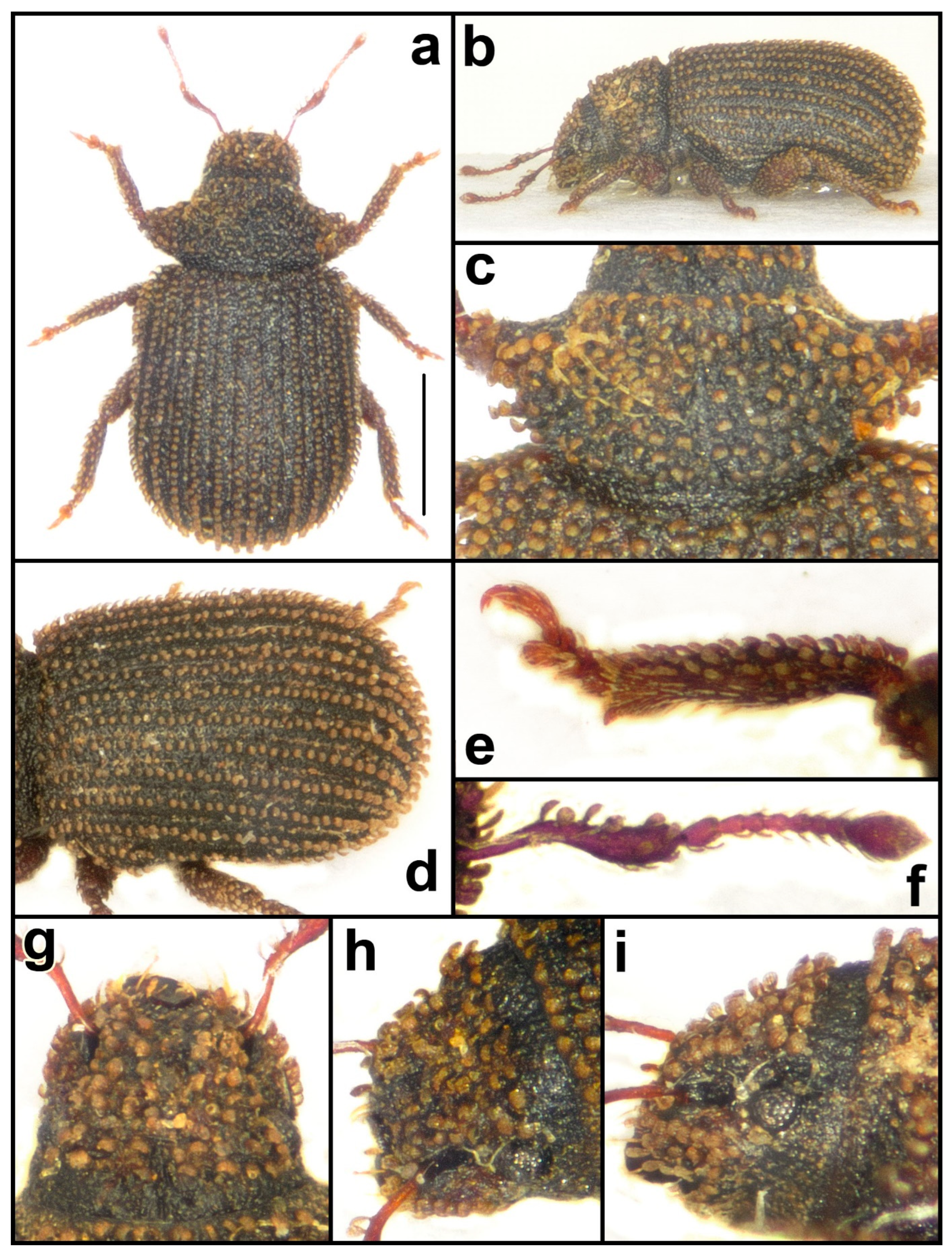 Taxonomy 04 00019 g012