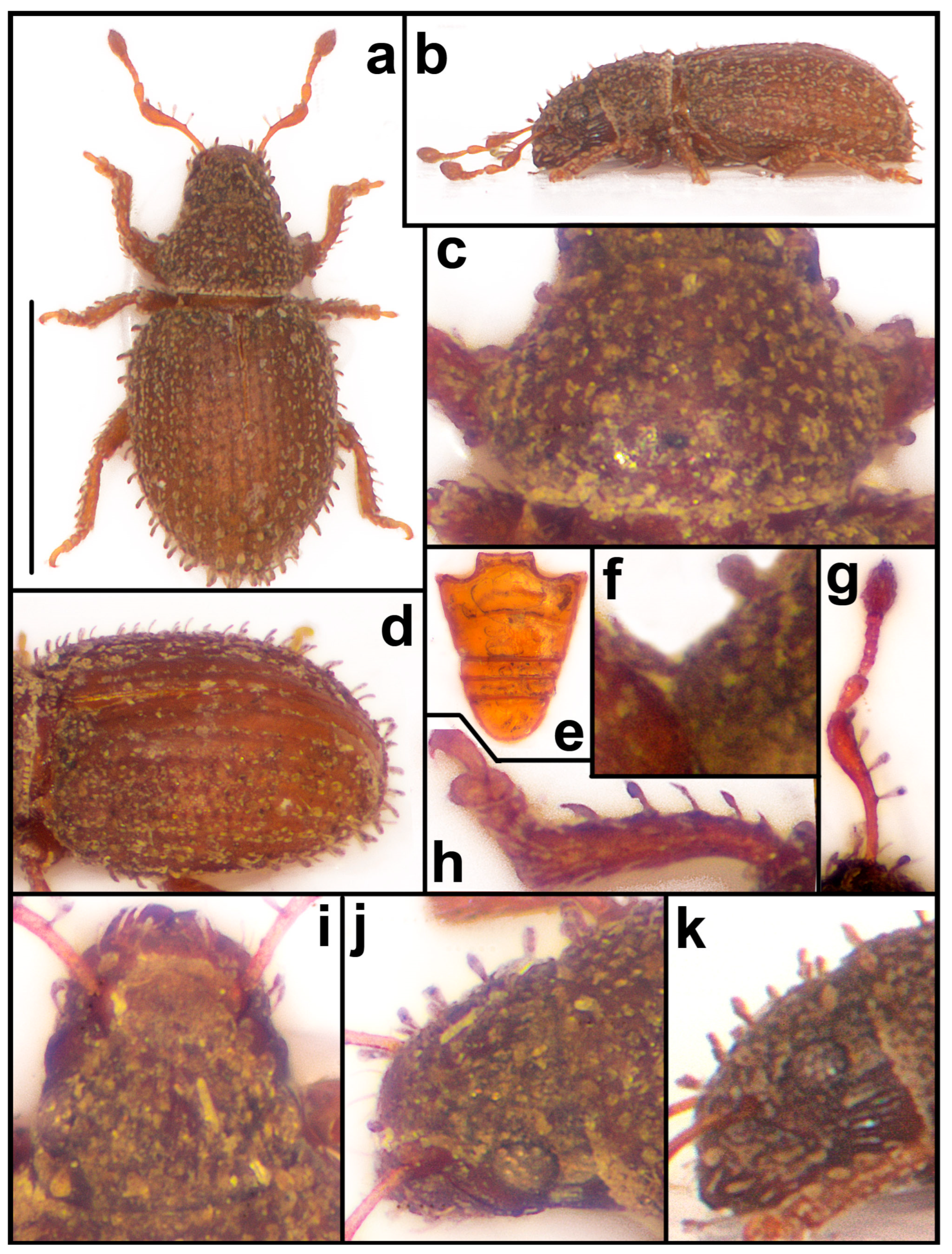 Taxonomy 04 00019 g013