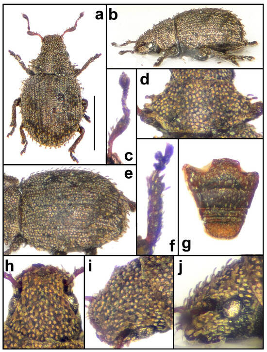 Taxonomy 04 00019 g014