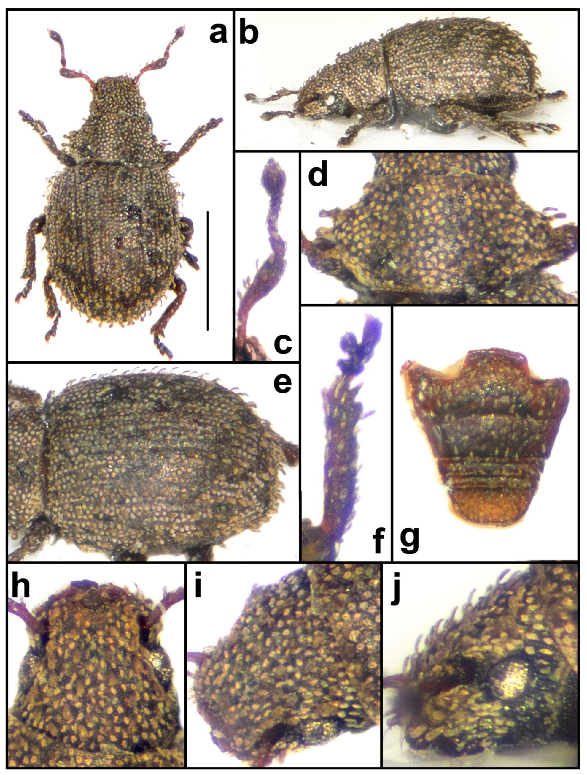 Taxonomy 04 00019 g014