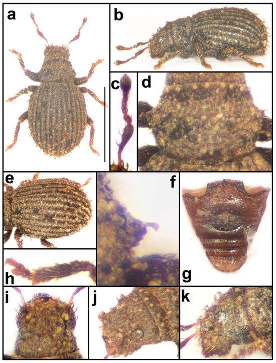 Taxonomy 04 00019 g015