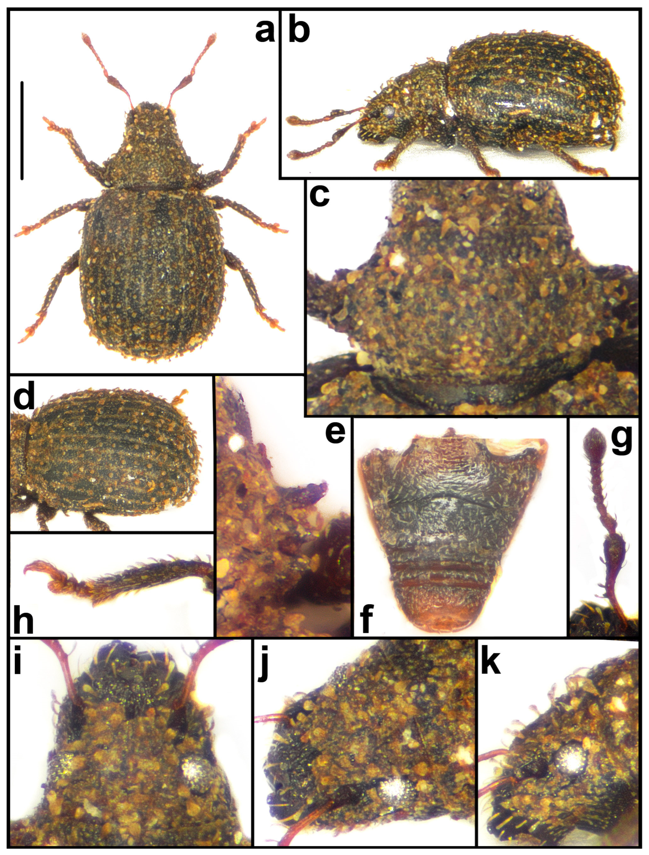 Taxonomy 04 00019 g016