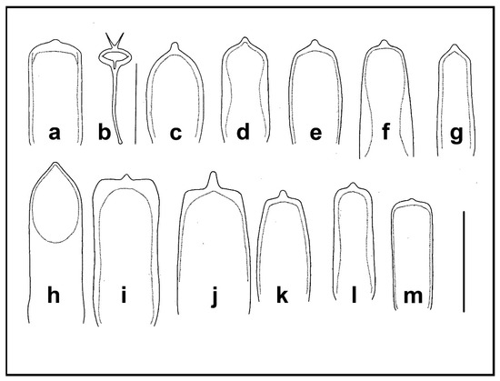 Taxonomy 04 00019 g017