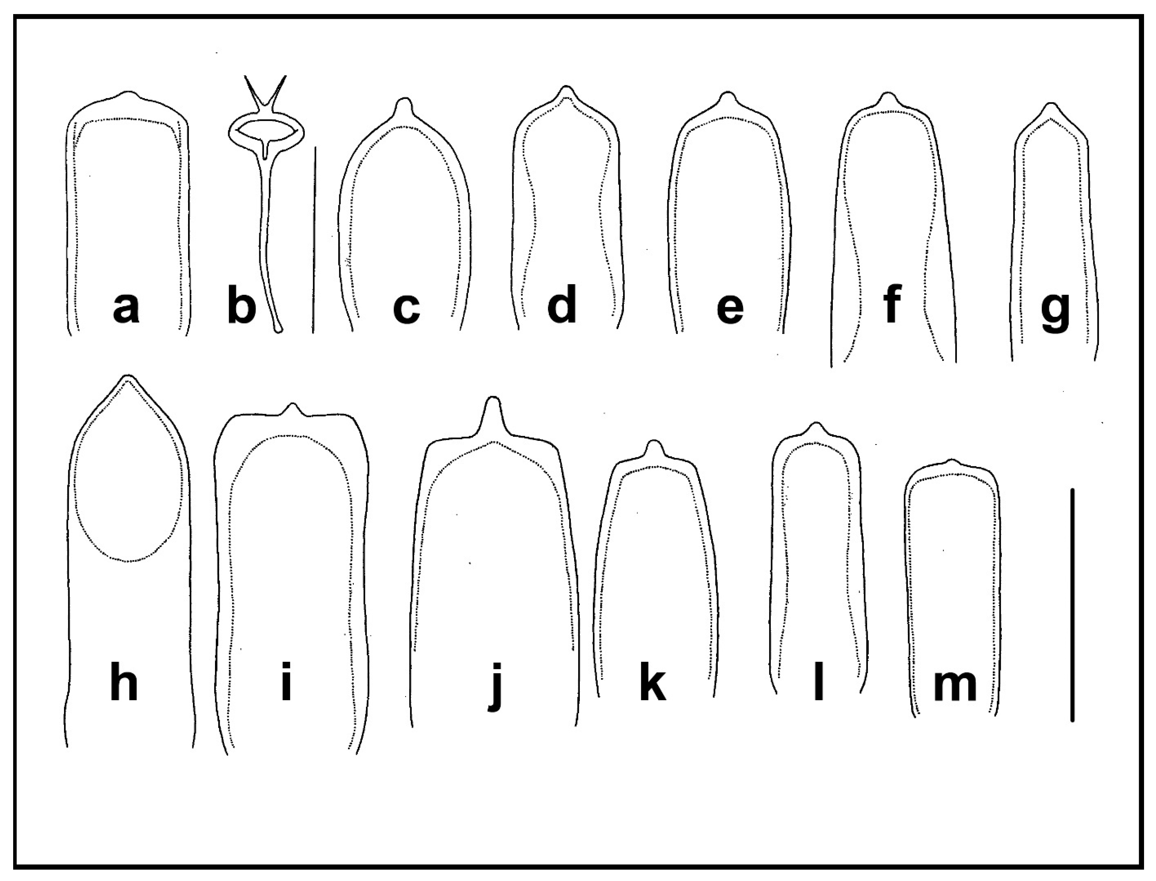 Taxonomy 04 00019 g017