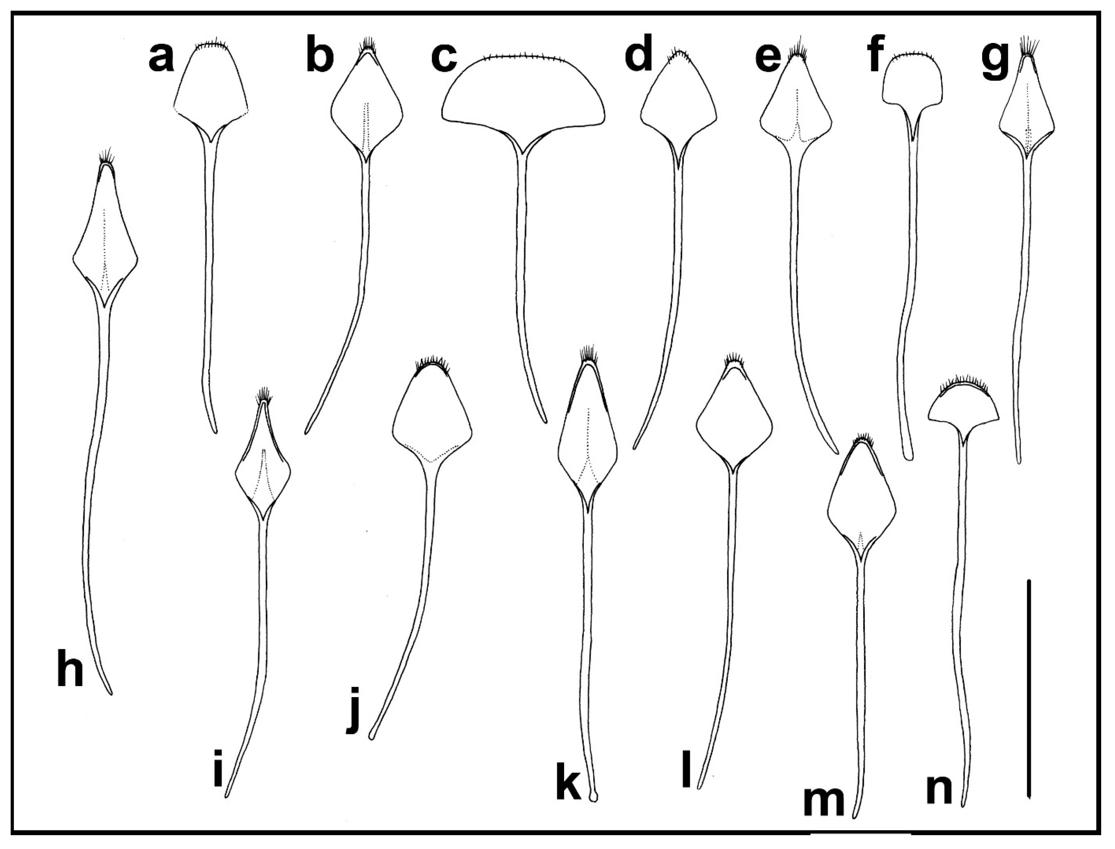 Taxonomy 04 00019 g019