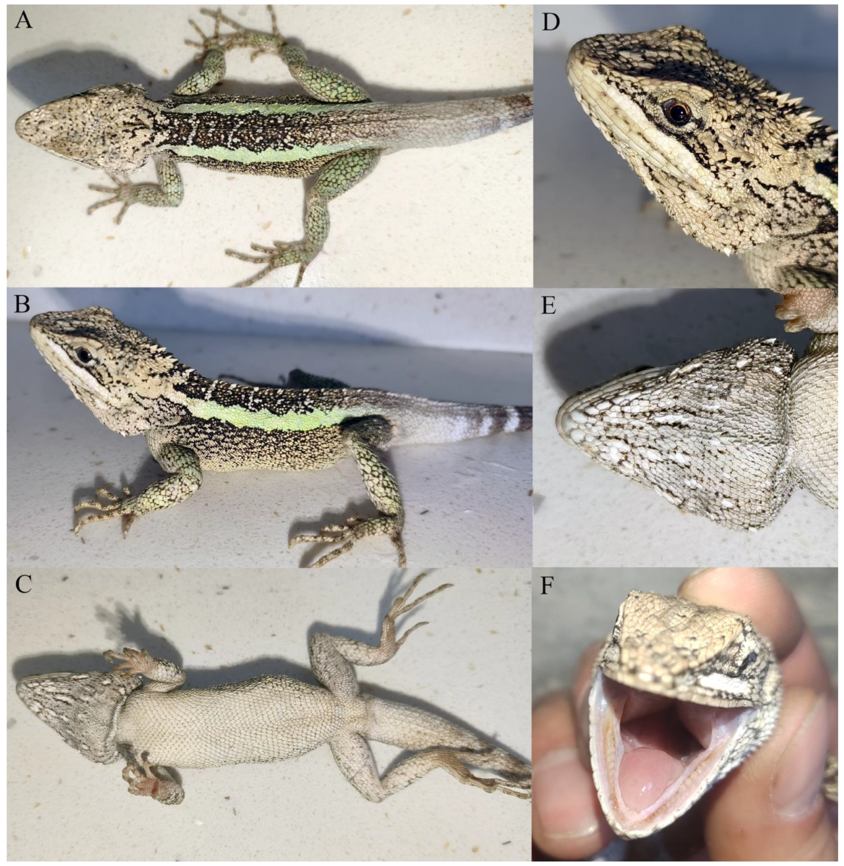 Taxonomy 04 00020 g002