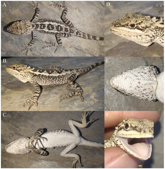 Taxonomy 04 00020 g003