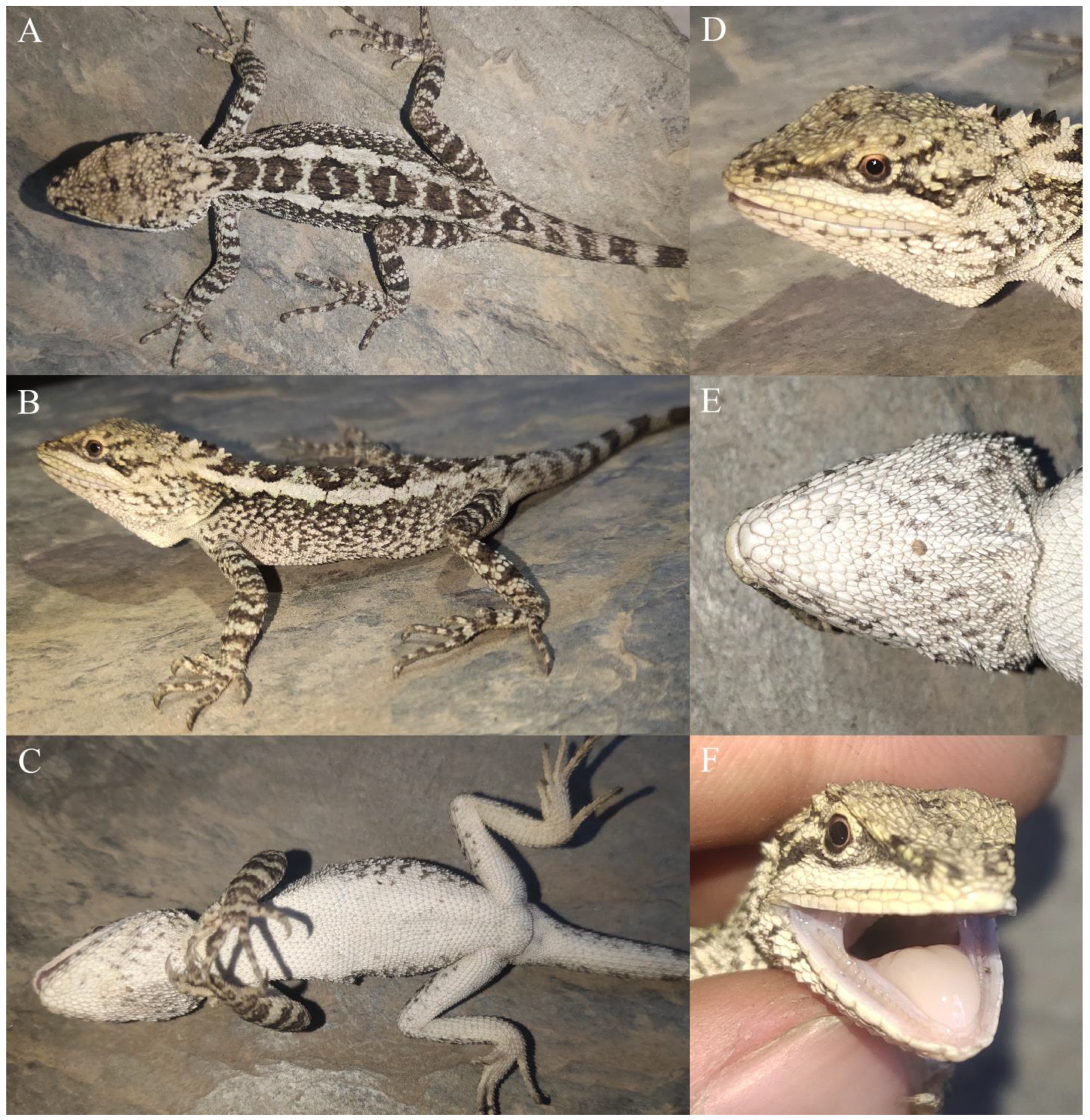 Taxonomy 04 00020 g003