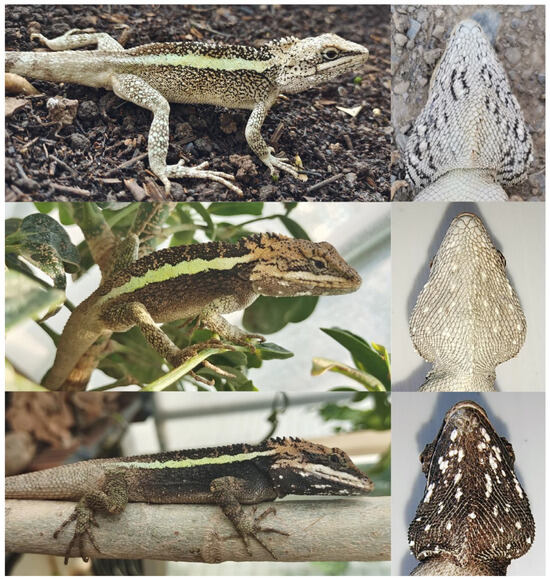 Taxonomy 04 00020 g004