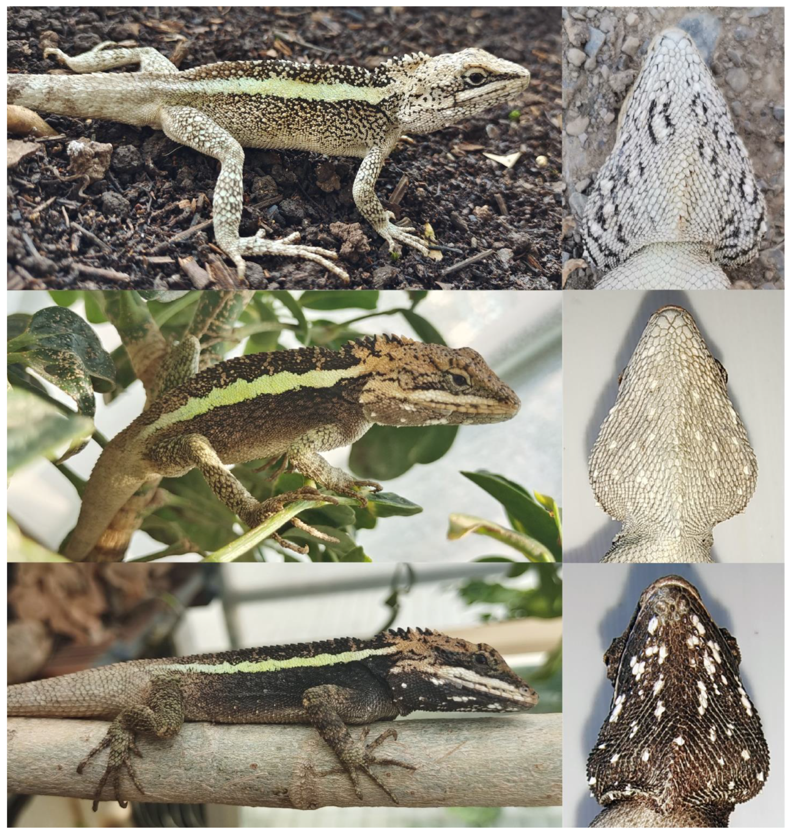 Taxonomy 04 00020 g004