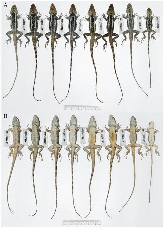 Taxonomy 04 00020 g005