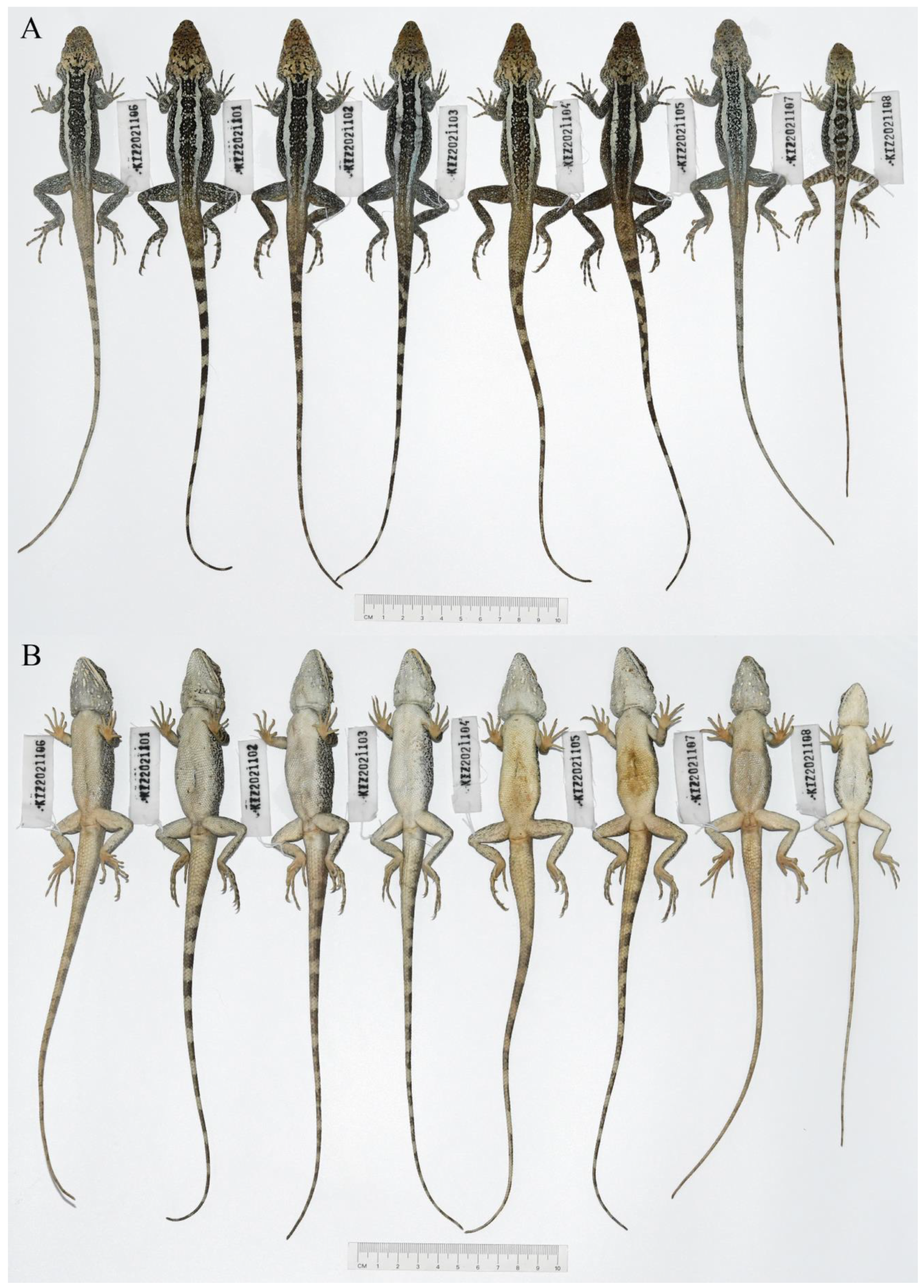 Taxonomy 04 00020 g005