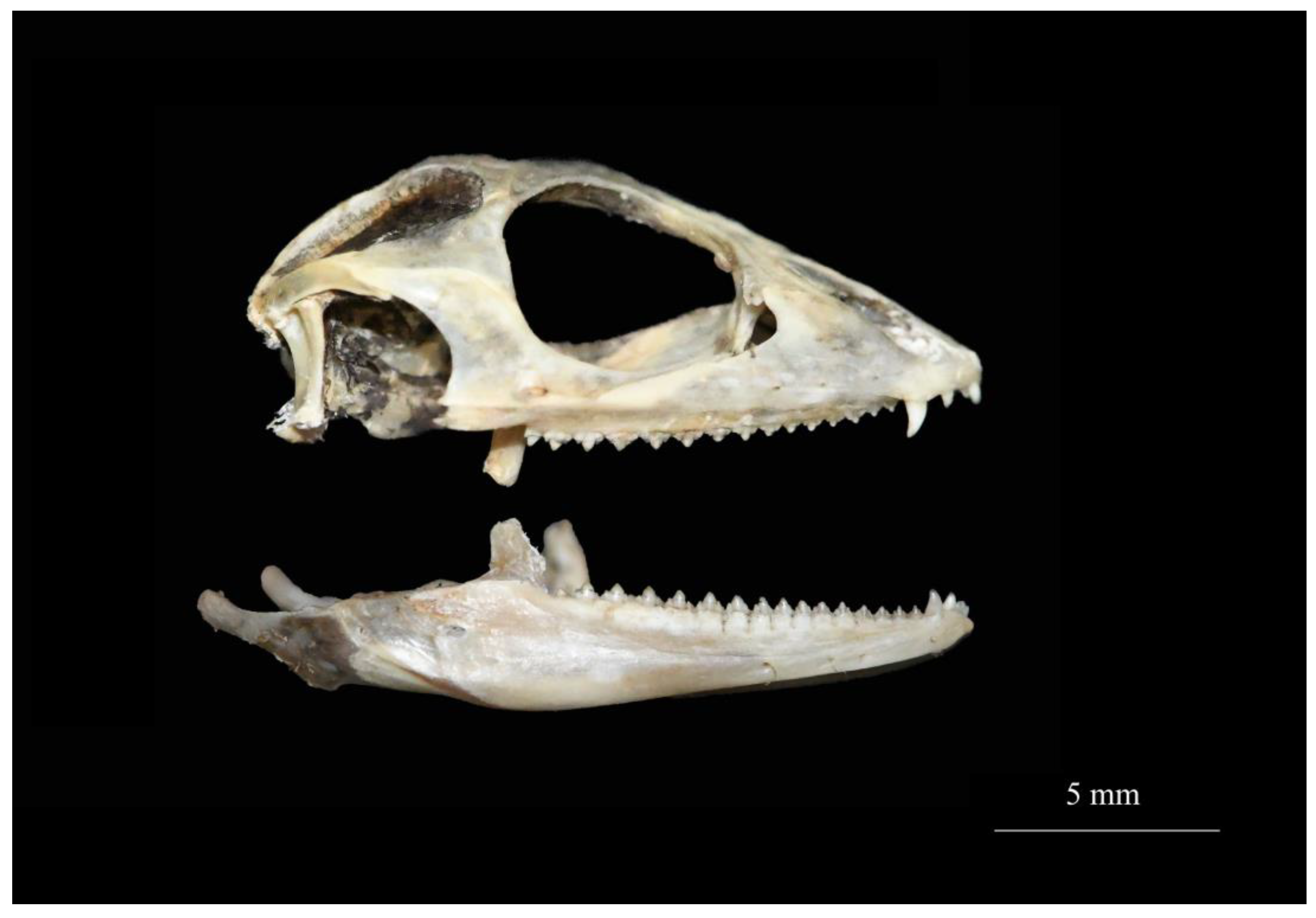 Taxonomy 04 00020 g006