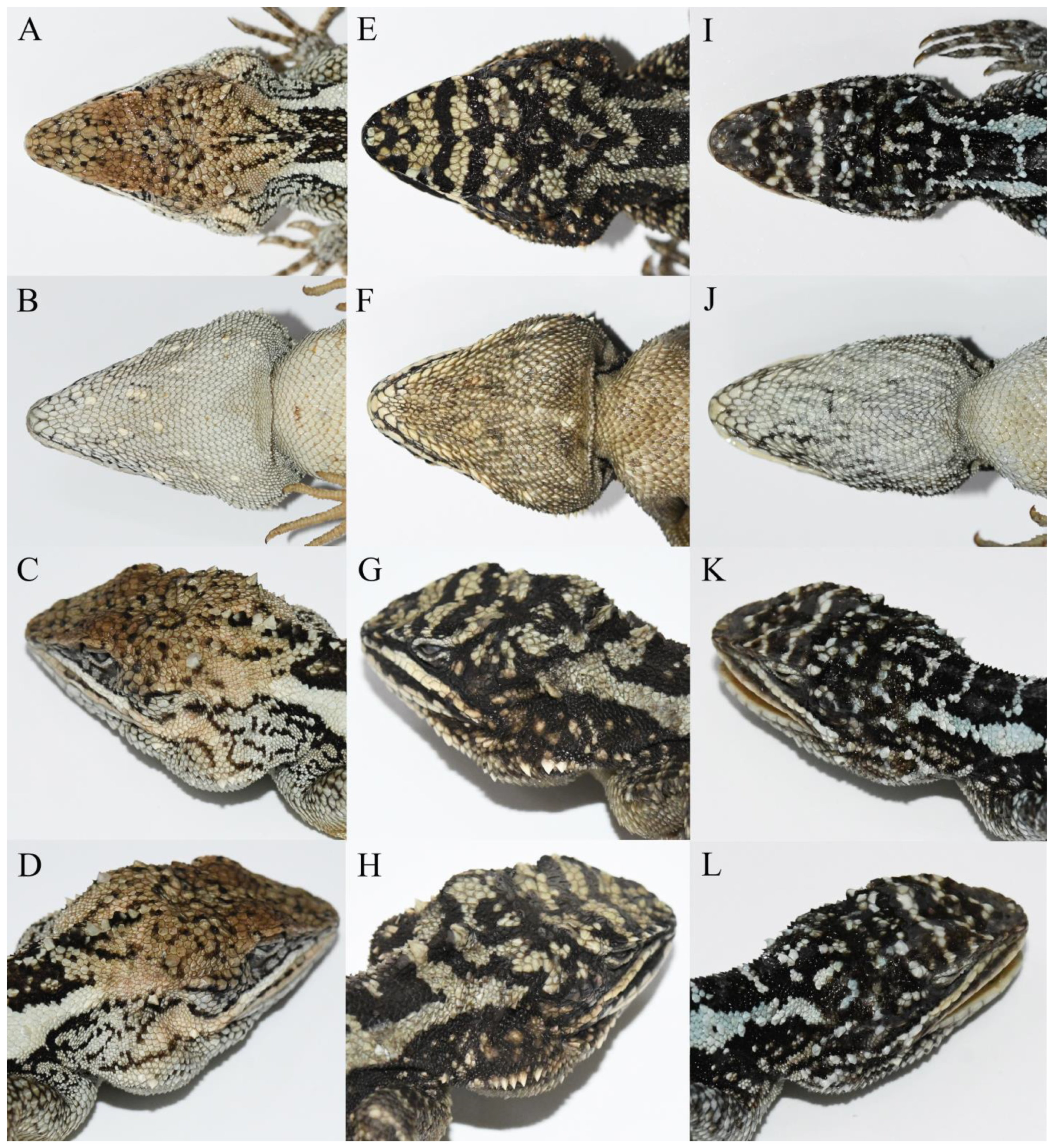 Taxonomy 04 00020 g007