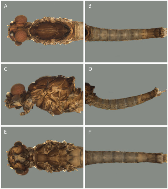 Taxonomy 04 00021 g001