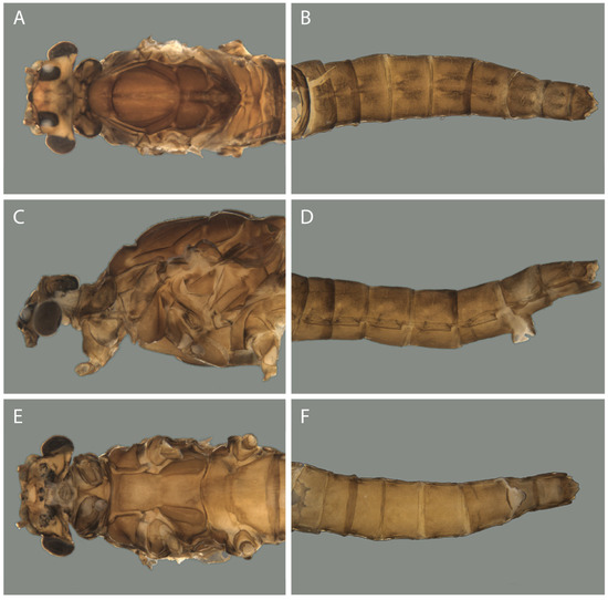 Taxonomy 04 00021 g002