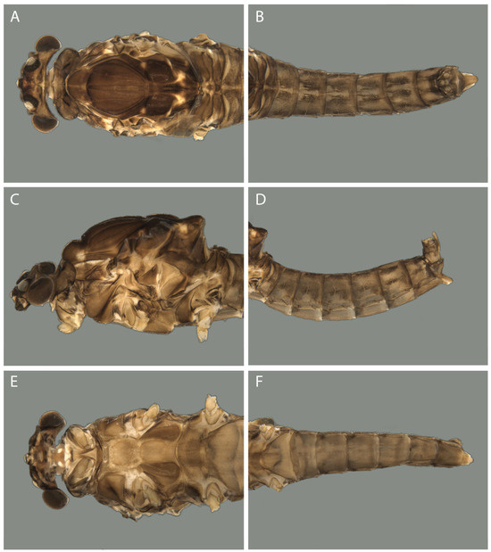 Taxonomy 04 00021 g004