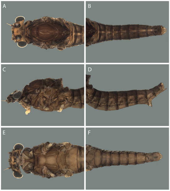Taxonomy 04 00021 g006